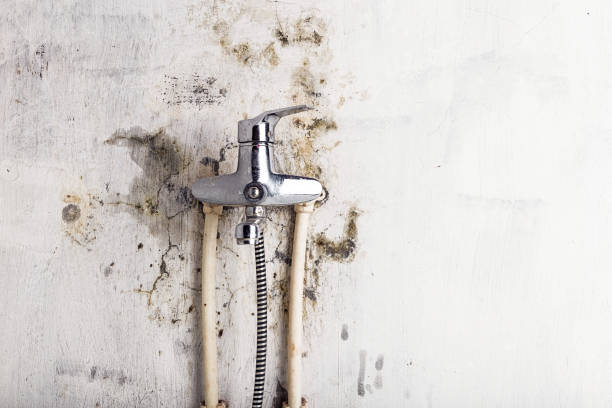 Best Best Mold Removal Companies  in Mililani Mauka, HI