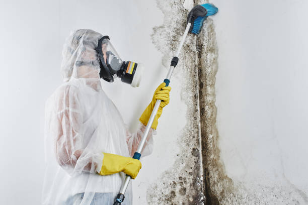 Best Crawl Space Mold Removal  in Mililani Mauka, HI
