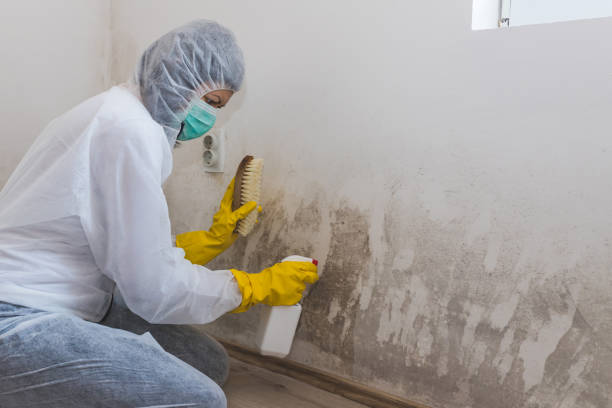 Best Commercial Mold Removal  in Mililani Mauka, HI