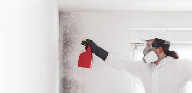 Best Attic Mold Removal  in Mililani Mauka, HI