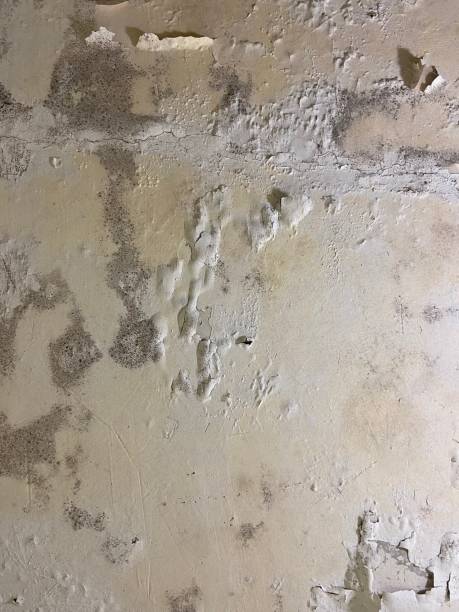Best Mold Testing  in Mililani Mauka, HI
