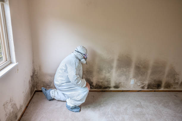 Best Mold Damage Repair  in Mililani Mauka, HI