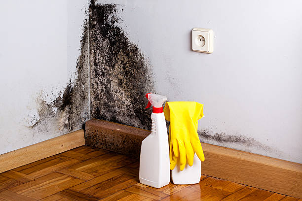 Best Residential Mold Removal  in Mililani Mauka, HI