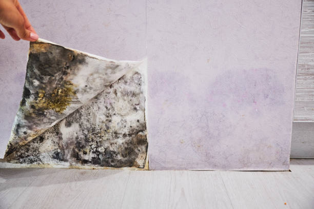 Best Mold Remediation Services  in Mililani Mauka, HI